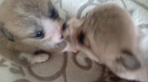 Щенкам КОРГИ Тей 30 дней