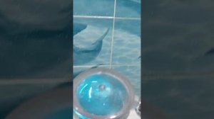 лейка для душа с озона👍👍👍