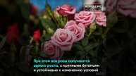 Роботы выращивают розы за Уралом