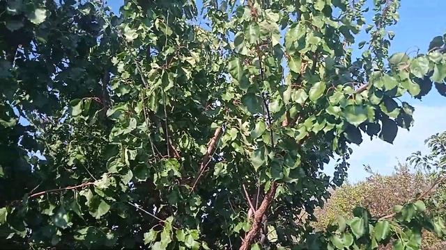 Дача, обрезка потихоньку ВИШНЯ ЧЕРНОКОРКА заготовка д смотреть онлайн