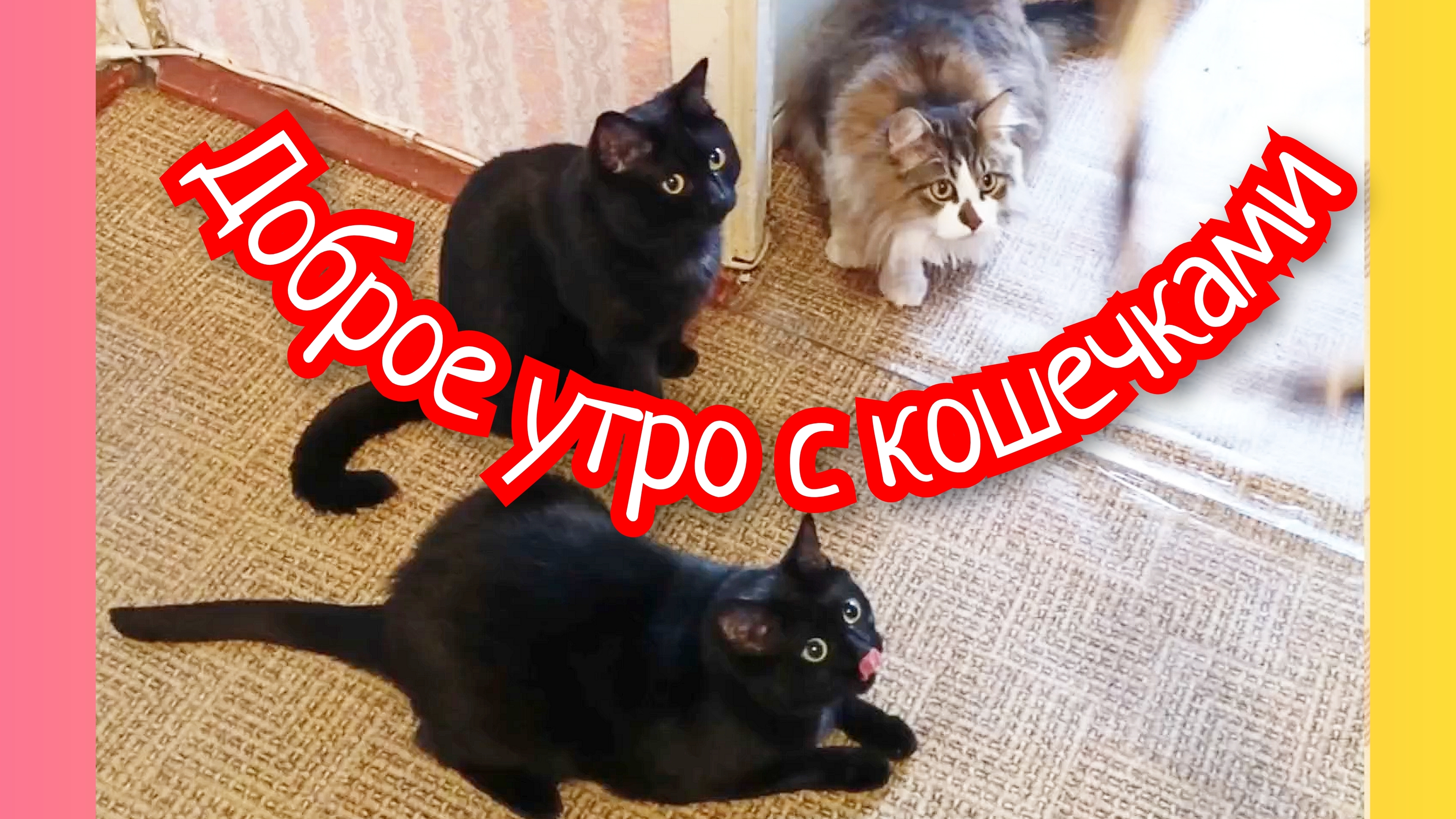 ДОБРОЕ УТРО С КОШЕЧКАМИ.