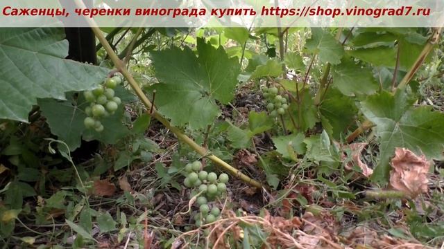 Олег -оплодотворение молодого куста винограда. Пузенк смотреть онлайн