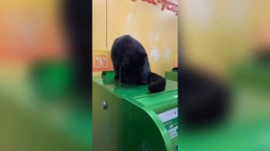 СБЕРКОТ! ЧЕРНЫЙ КОТ работает в СБЕРБАНКЕ!!! Прикол с кошками.