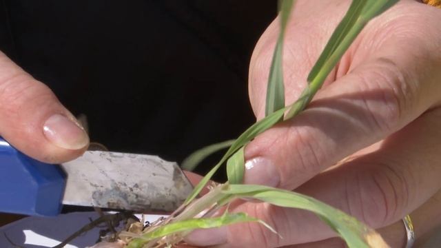 В Татарстане частично пострадали от заморозков 1000 гек смотреть онлайн