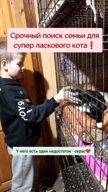 самого ласкового кота в приюте никто не берёт из-за окраса