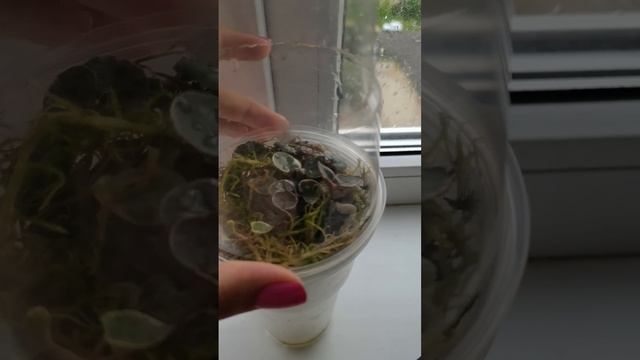 церопегия вуди на минеральном грунте. адениумы на мин?