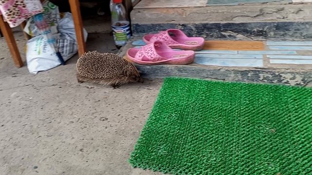Обнаглевший ёжик
