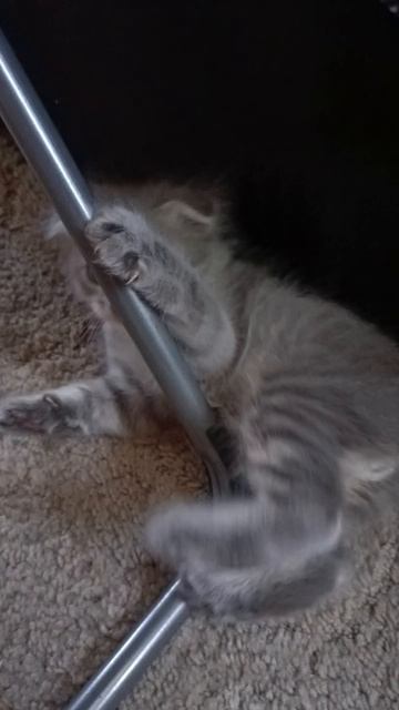 Вислоухие котята