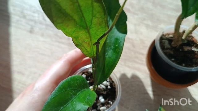 распаковка посылки с растениями смотреть онлайн