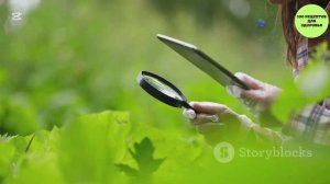 ЗОЛОТОЙ КОРЕНЬ ИЛИ РОДИОЛА РОЗОВАЯ, ОТЛИЧНОЕ ЛЕКАРСТВ