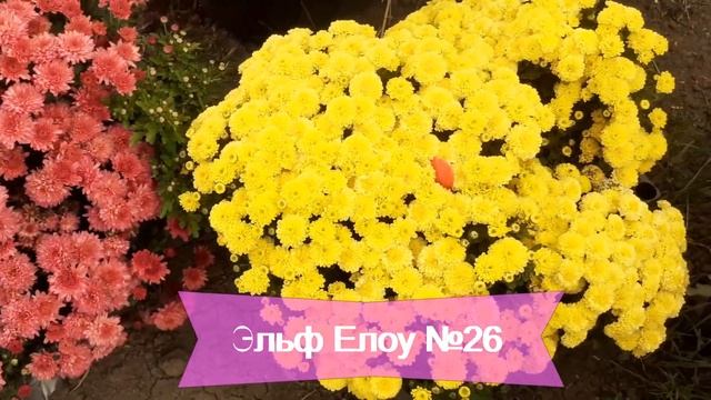 Ранняя хризантема мультифлора ЯРКИЕ ШАРЫ. Каталог (ча?