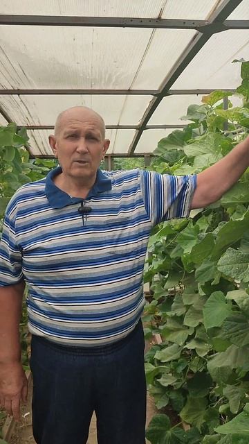 состояние теплицы в конце июля #дача #огород #теплица #? смотреть онлайн