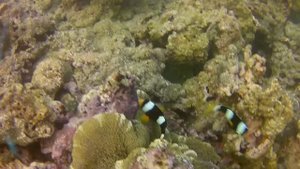Рыбы Андаманского моря - Клоун себае (Amphiprion sebae).