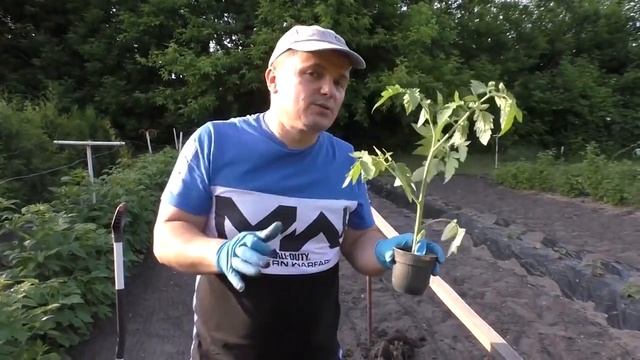 Посадка томатов в открытый грунт смотреть онлайн
