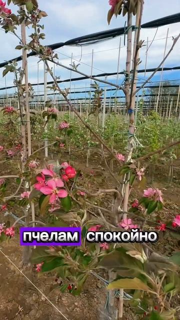 Цветут сады 2024 Краснодарский край! #сельскоехозяйство смотреть онлайн