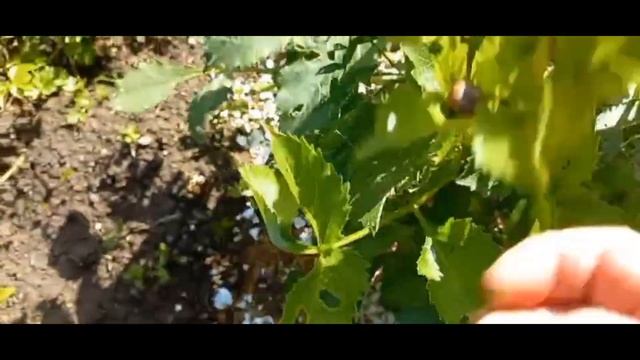 8 и 9 июля. Ремонт. Огород. Грибы. Работа. Отдых (концерт ? смотреть онлайн