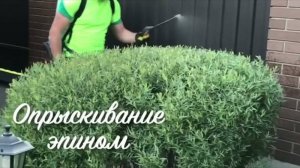 Стрижка хвойных, туи