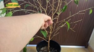 ФИКУС Бенджамина. Опадают листья: причины, реанимация,