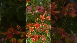 О кореопсисе многолетнем и однолетнем. Собираем семен