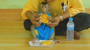 Обезьянка ест Гренки в кляре Помогает готовить Умница Отщипывает по кусочку