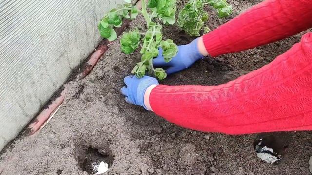 Киньте в лунку при посадке Томатов они сразу пойдут в ? смотреть онлайн