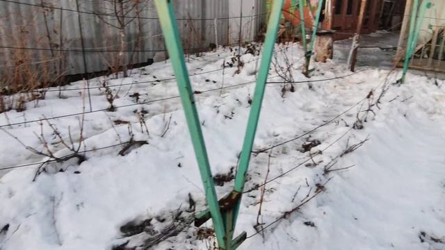 Не укрыл виноград в эту зиму смотреть онлайн