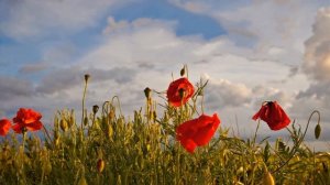 Красные маки войны