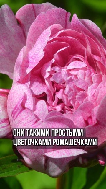Розовый ПИОН похожий на Хризантему #сад #ландшафтныйд? смотреть онлайн
