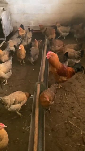 Будем рубить #куры #курятник #курятниксвоимируками #де смотреть онлайн