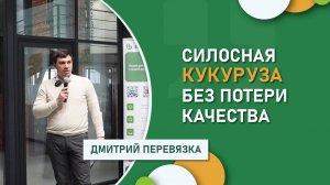 Силосная кукуруза без потери качества | Отечественные гибриды в сложных климатических условиях
