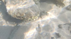 подводный мир, Хургада