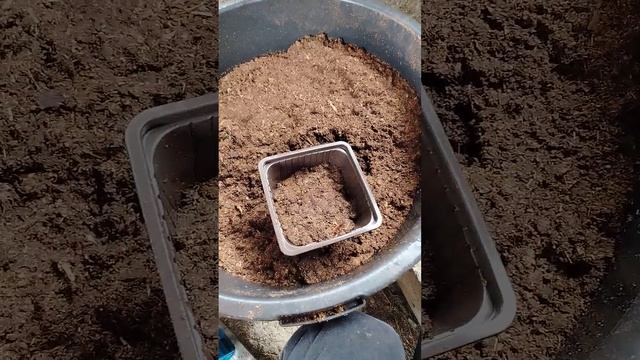 Пересадка черенков голубики 🫐🌱