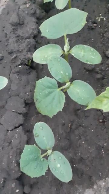 Другое Дело!Огурцы растут в теплице!Подпишись! смотреть онлайн