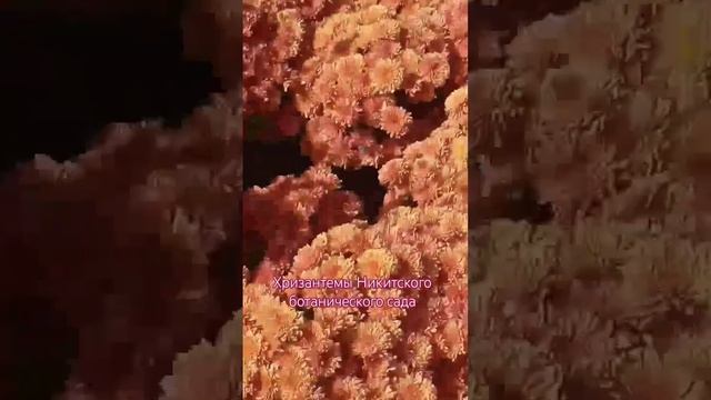 Парад хризантем Никитский ботанический сад 2024#flavour#ял? смотреть онлайн