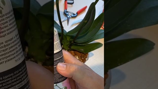 Уход и не запланированная пересадка ОРХИДЕИ смотреть онлайн