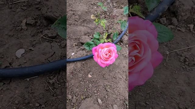 Долина роз Кисловодск
