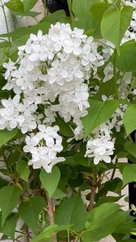 ГУЛЬНАРА ИСМАЕВА 🌸💮🌸💮🌸💮🌸 БЕЛОСНЕЖНАЯ СИРЕНЬ 🌸💮🌸💮🌸💮🌸 РАСЦВЕЛА НА РАДОСТЬ МНЕ🌸💮🌸💮🌸