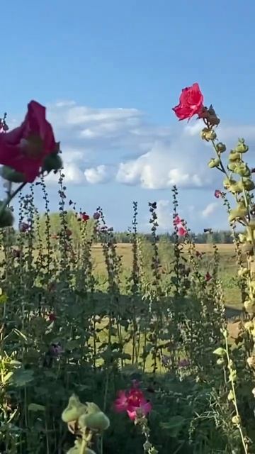 Мальва #мальва #красота #растения #цветы #тамбов #тамбо? смотреть онлайн