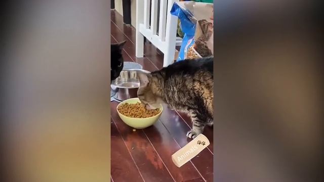 Приколы 2020 \ПРИКОЛЫ С ЖИВОТНЫМИ \ смешные коты\ юмор\приколюхи#2 смотреть онлайн