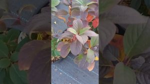 Литтл Квик Фаер. 🌺Гортензия малышка . Новинка 24 г. Саж?