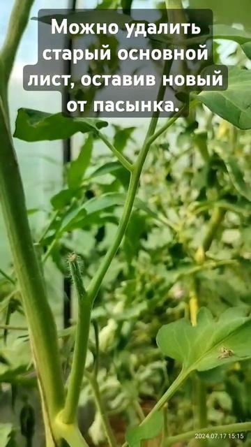 Зачем оставлять пасынки у томатов? #дача #garden #вырастит смотреть онлайн