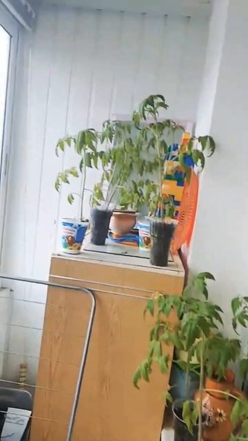 #рассада #умелыеДачники #помидоры смотреть онлайн