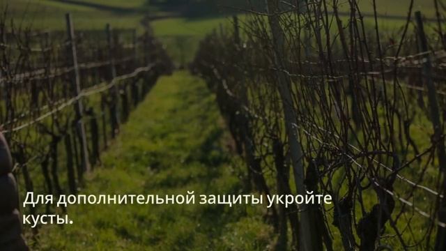 Как защитить ежевику от зимних морозов?