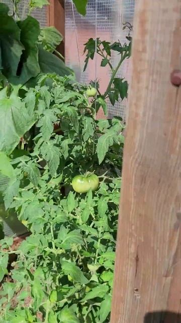 Огород две недели без папочки! #усаньканадаче #нашадач смотреть онлайн