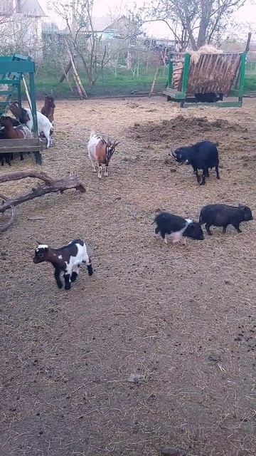 Тыц-тыдыц 😃🐐 Камерунские козочки