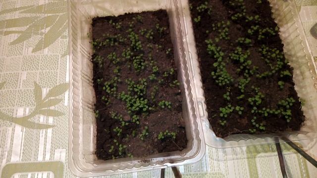 ВСХОДЫ ЗЕМЛЯНИКИ, ЧТО ДЕЛАТЬ ДАЛЬШЕ? смотреть онлайн