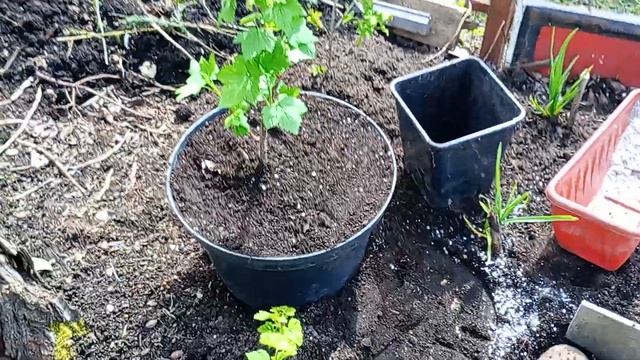 Выпуск 67: Как получить шикарные саженцы смородины? Гор смотреть онлайн