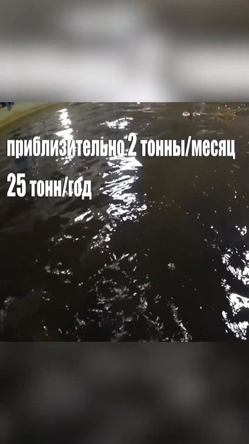 Обзор цифр рентабельности сомовьей фермы! смотреть онлайн