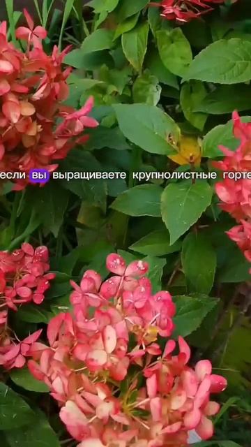 Идеальные гортензии для средней полосы России и Север смотреть онлайн