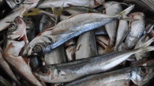 Запеченная ставрида